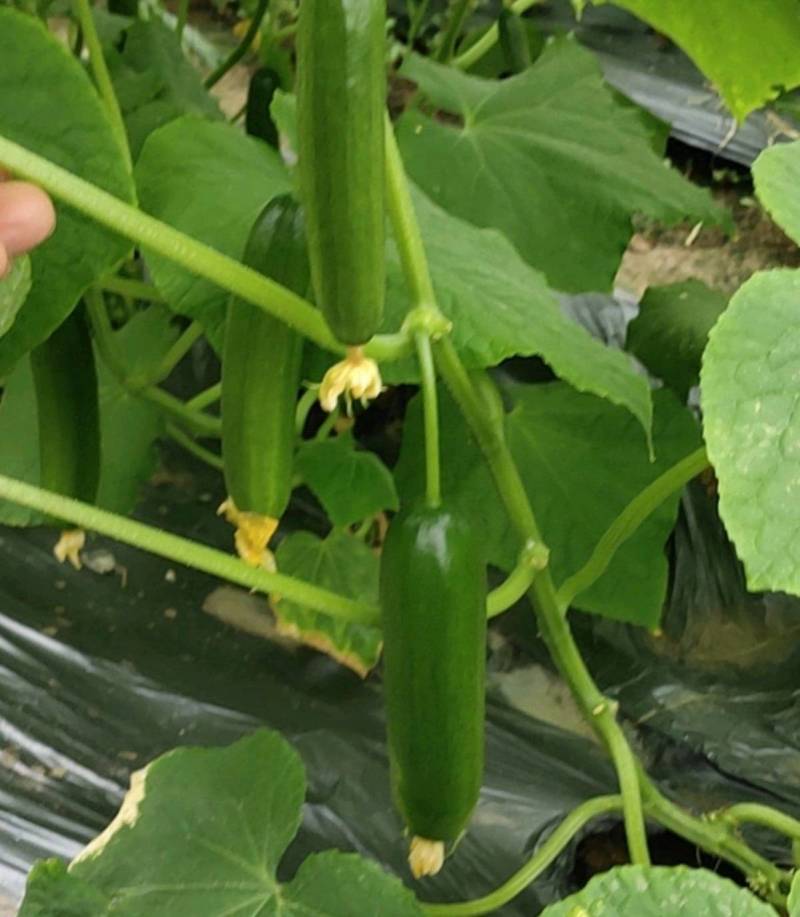 荷兰水果黄瓜种子无刺无瓜把节节有瓜油绿甜脆