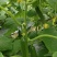 荷兰水果黄瓜种子无刺无瓜把节节有瓜油绿甜脆