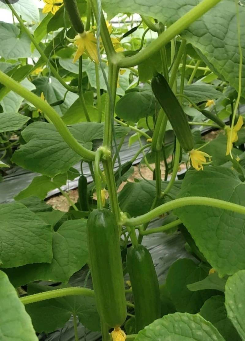 荷兰水果黄瓜种子无刺无瓜把节节有瓜油绿甜脆