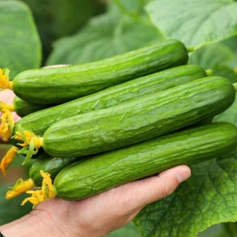 荷兰水果黄瓜种子无刺无瓜把节节有瓜油绿甜脆