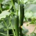 荷兰水果黄瓜种子无刺无瓜把节节有瓜油绿甜脆