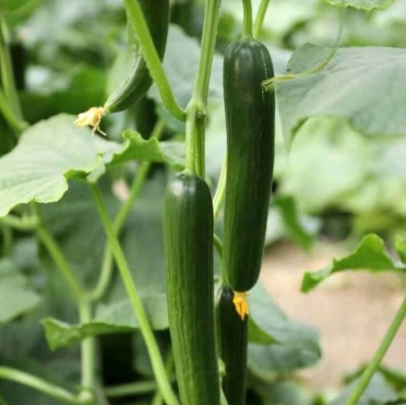 荷兰水果黄瓜种子无刺无瓜把节节有瓜油绿甜脆