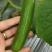 荷兰水果黄瓜种子无刺无瓜把节节有瓜油绿甜脆