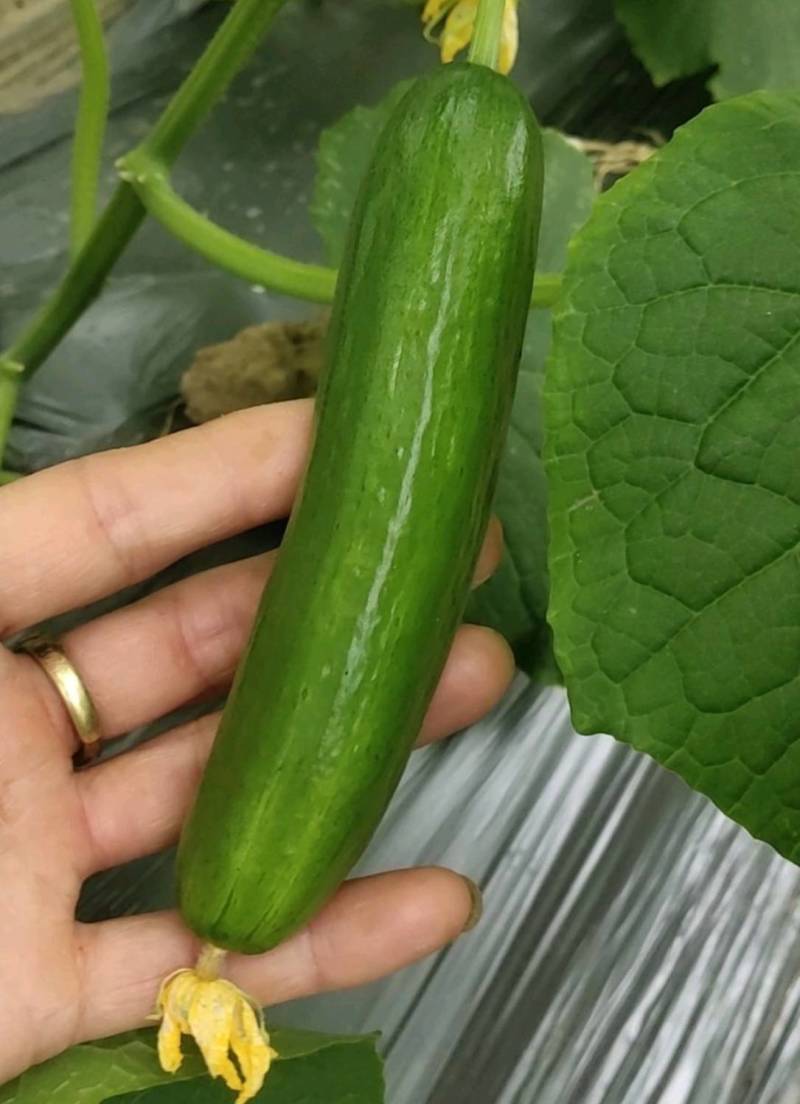 荷兰水果黄瓜种子无刺无瓜把节节有瓜油绿甜脆