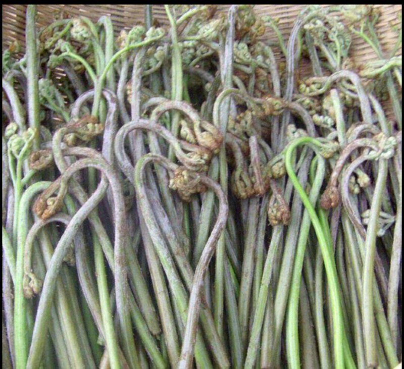 云南野生蕨菜（干）