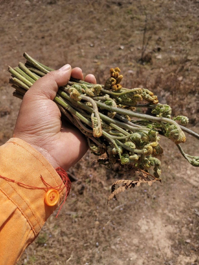 云南野生蕨菜（干）