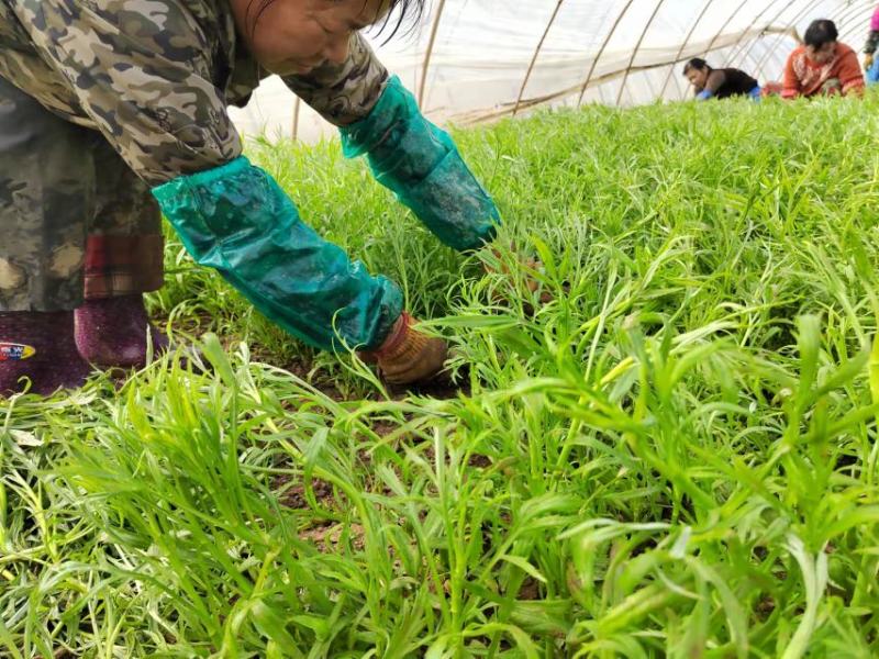 泥蒿湖北土特产湖北省洪湖市汊河镇黎蒿现摘现发