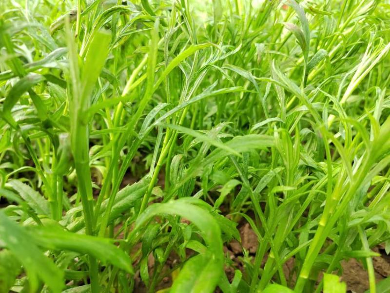 泥蒿湖北土特产湖北省洪湖市汊河镇黎蒿现摘现发