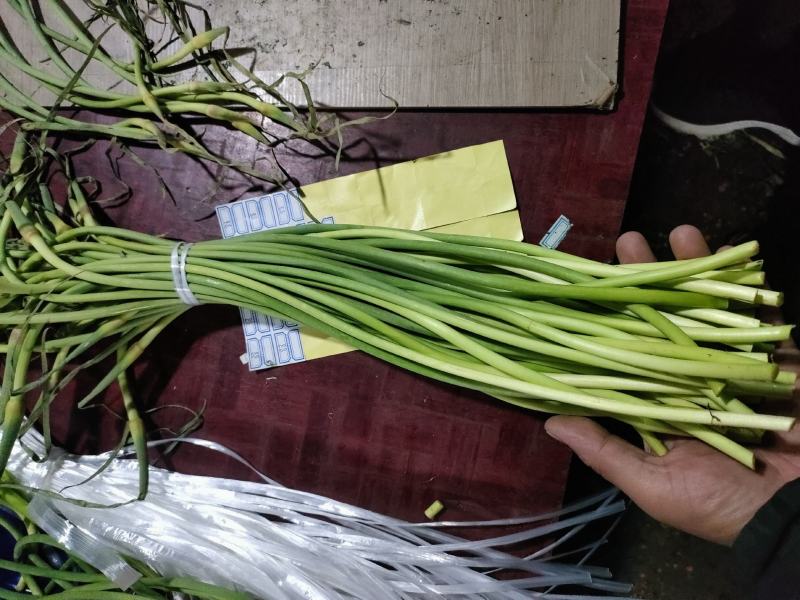 冷库蒜薹红帽蒜薹白帽蒜薹冷库供应价格便宜
