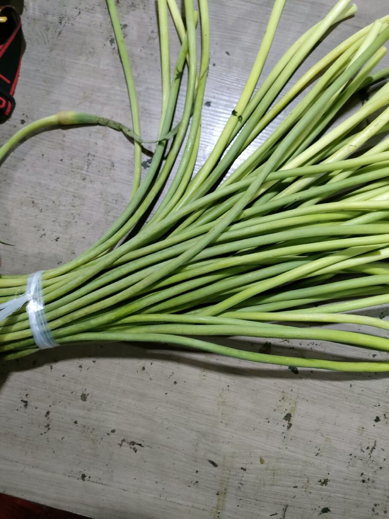 冷库蒜薹红帽蒜薹白帽蒜薹冷库供应价格便宜