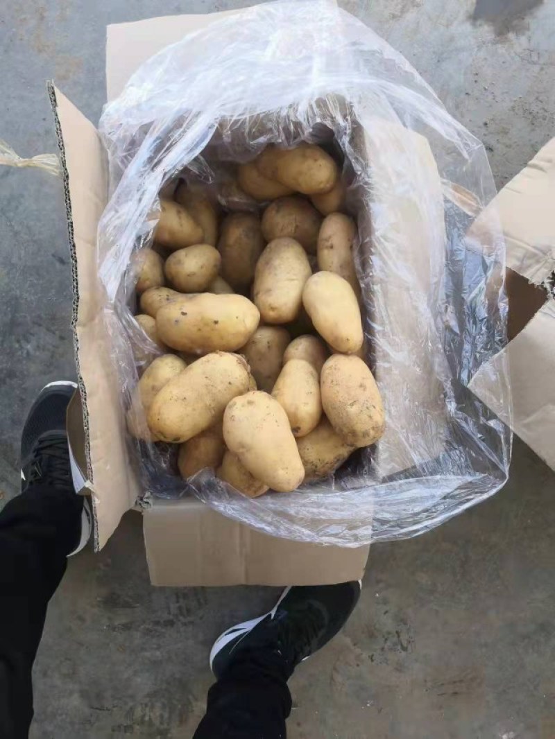 冷库黄心土豆大量出库，货源充足，全国发货，支持视频看货
