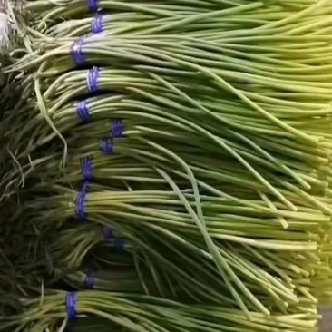 山东金乡蒜薹特价蒜薹，精品蒜薹，质量保证王小春代办
