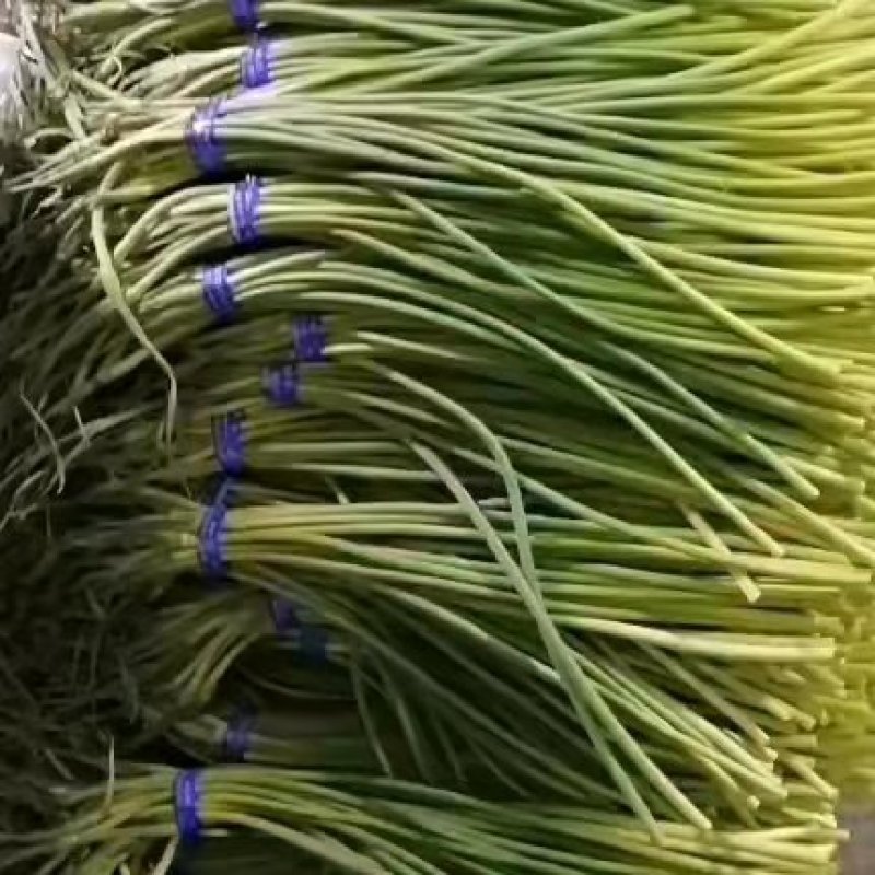 山东金乡蒜薹特价蒜薹，精品蒜薹，质量保证王小春代办