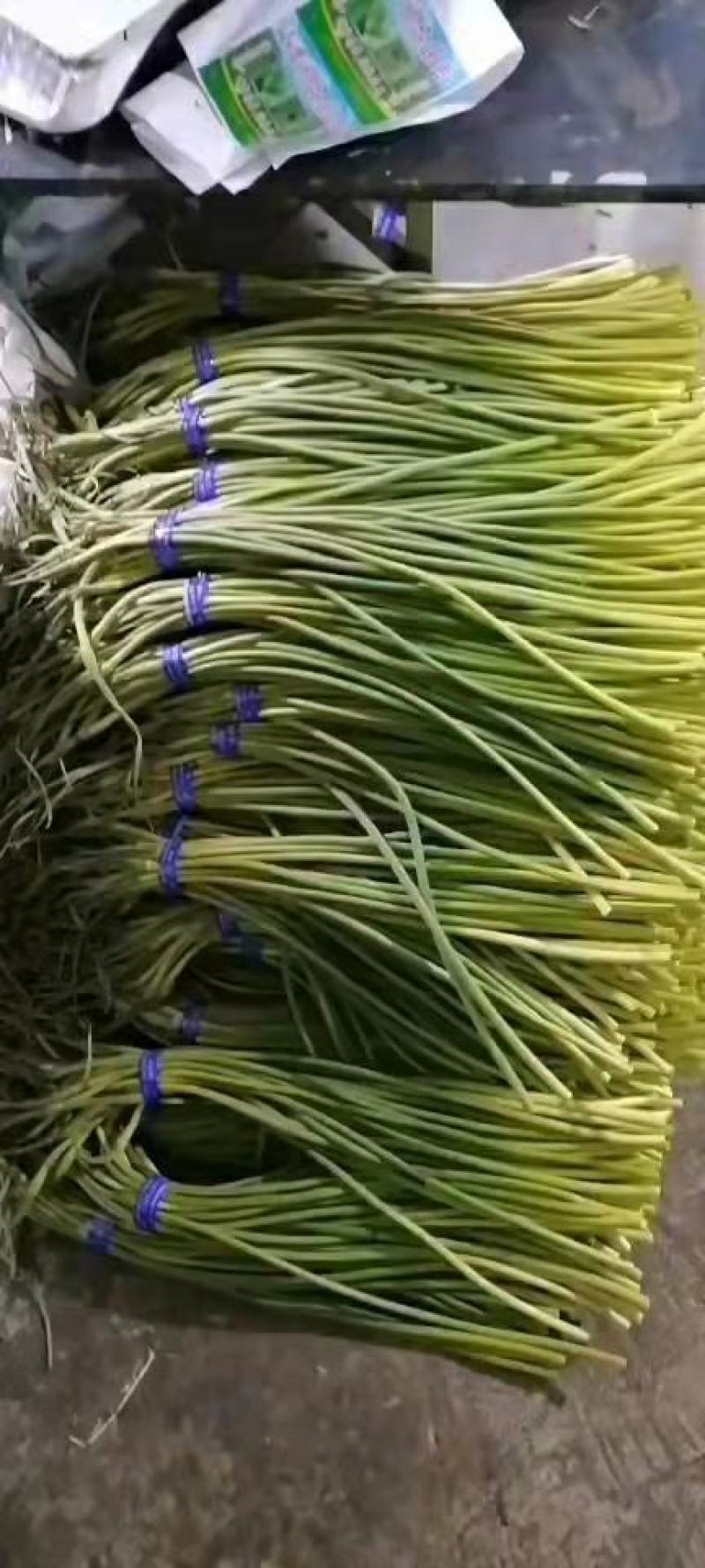 山东金乡蒜薹特价蒜薹，精品蒜薹，质量保证王小春代办