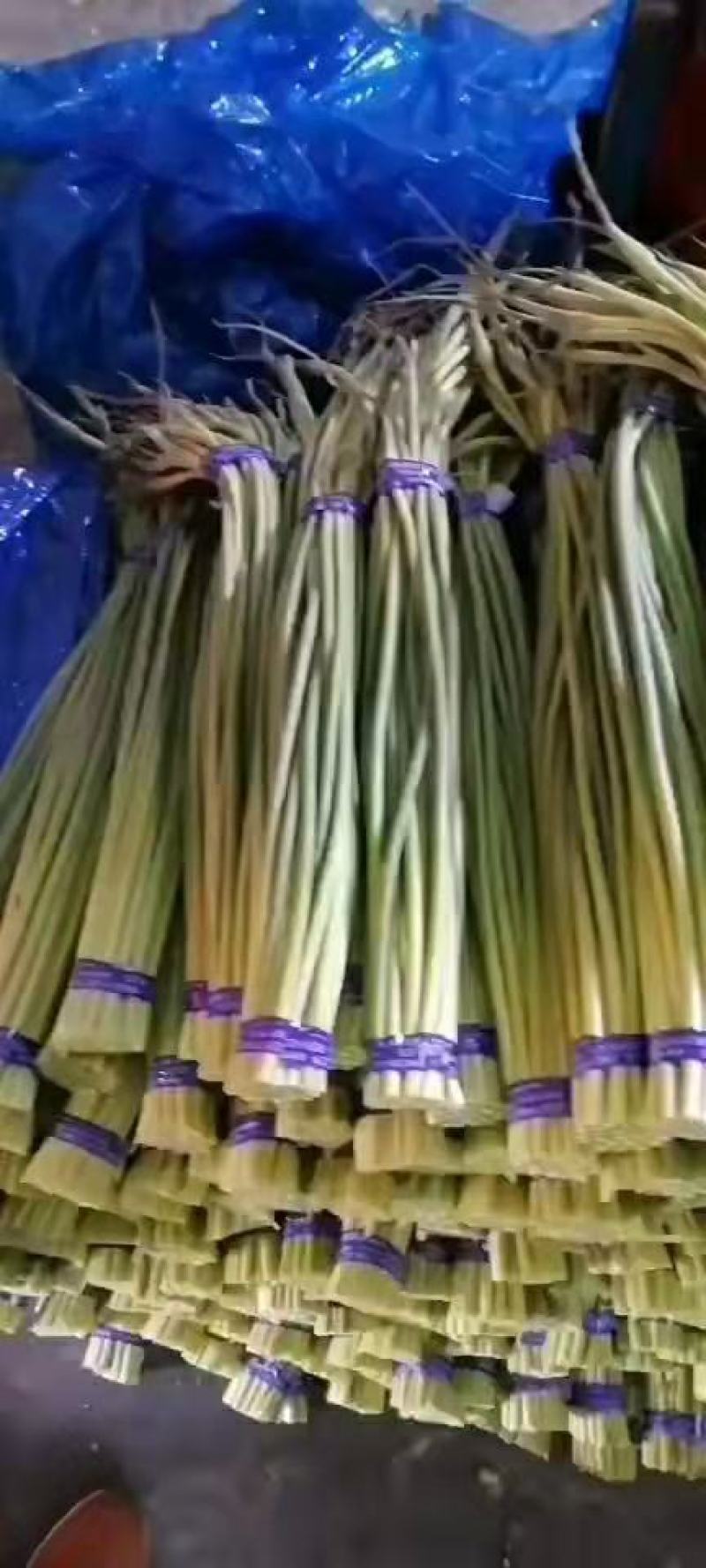 山东金乡蒜薹特价蒜薹，精品蒜薹，质量保证王小春代办