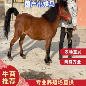 （热销）国产小矮马进口设特兰矮马规格齐全，全国发货