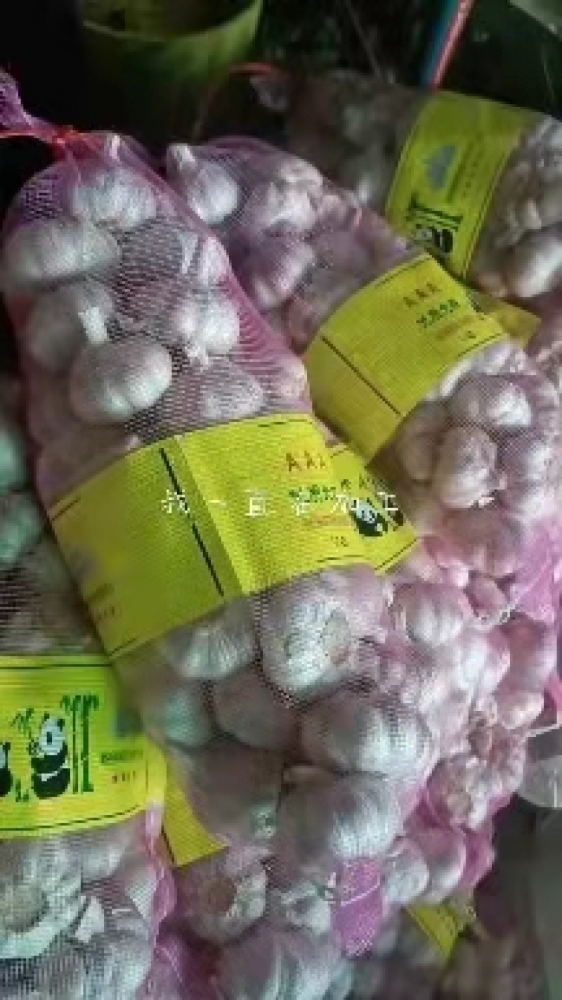 山东金乡白皮蒜，专业储存大蒜，常年供应，诚信经营