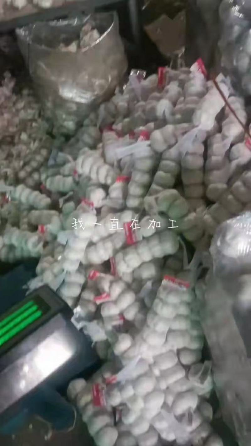 山东金乡白皮蒜，专业储存大蒜，常年供应，诚信经营
