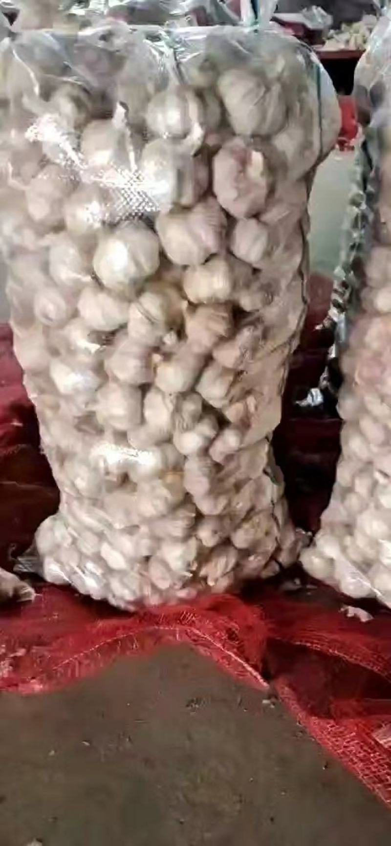 山东金乡白皮蒜，专业储存大蒜，常年供应，诚信经营