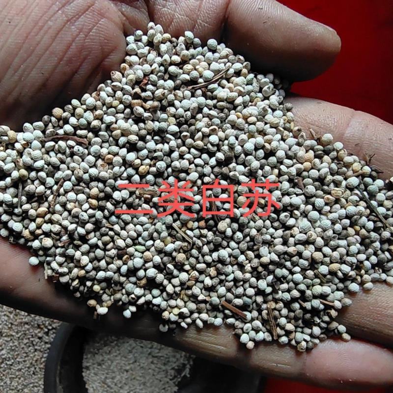 白苏籽，品质好，可以食用榨油喂鸟产地直供欢迎采购