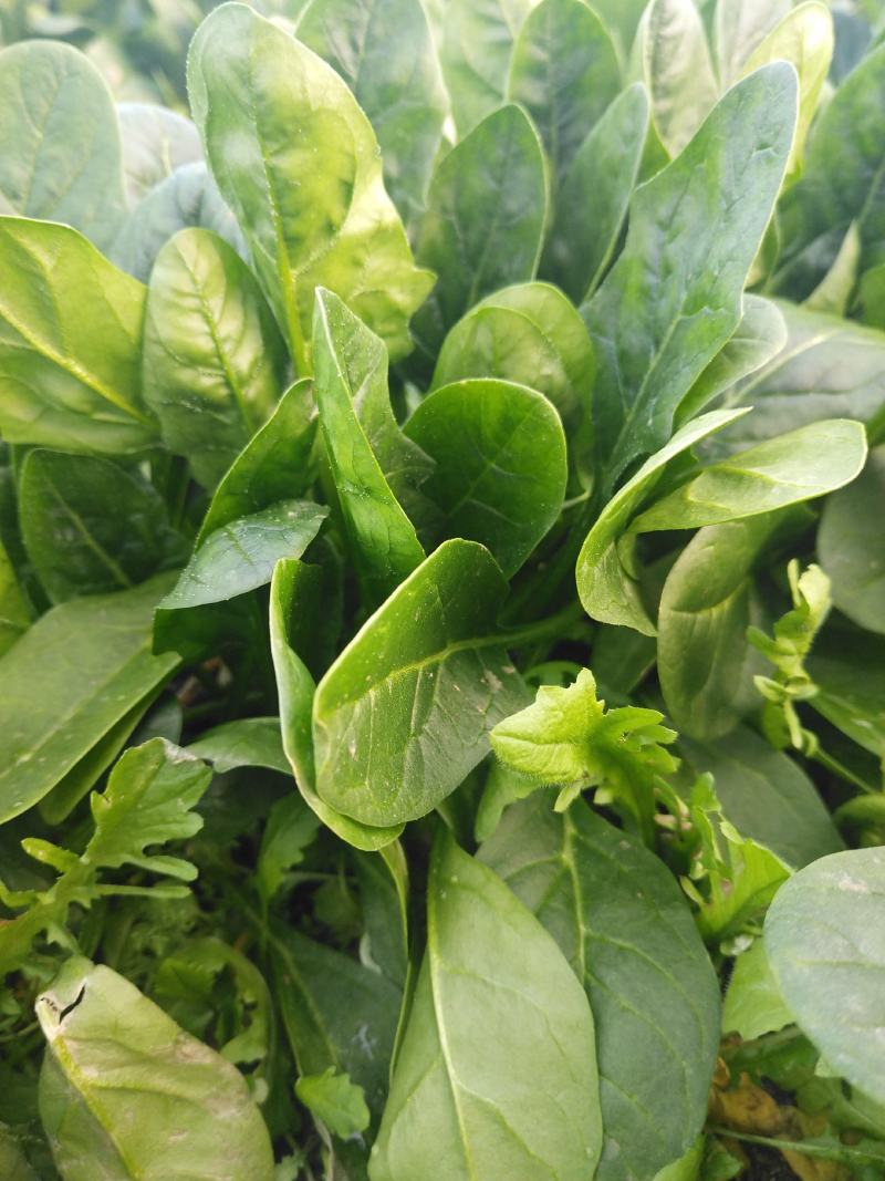 大棚菠菜，大量有货北京本地，长年供应合作需要联系大叶菠菜