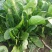 大棚菠菜，大量有货北京本地，长年供应合作需要联系大叶菠菜