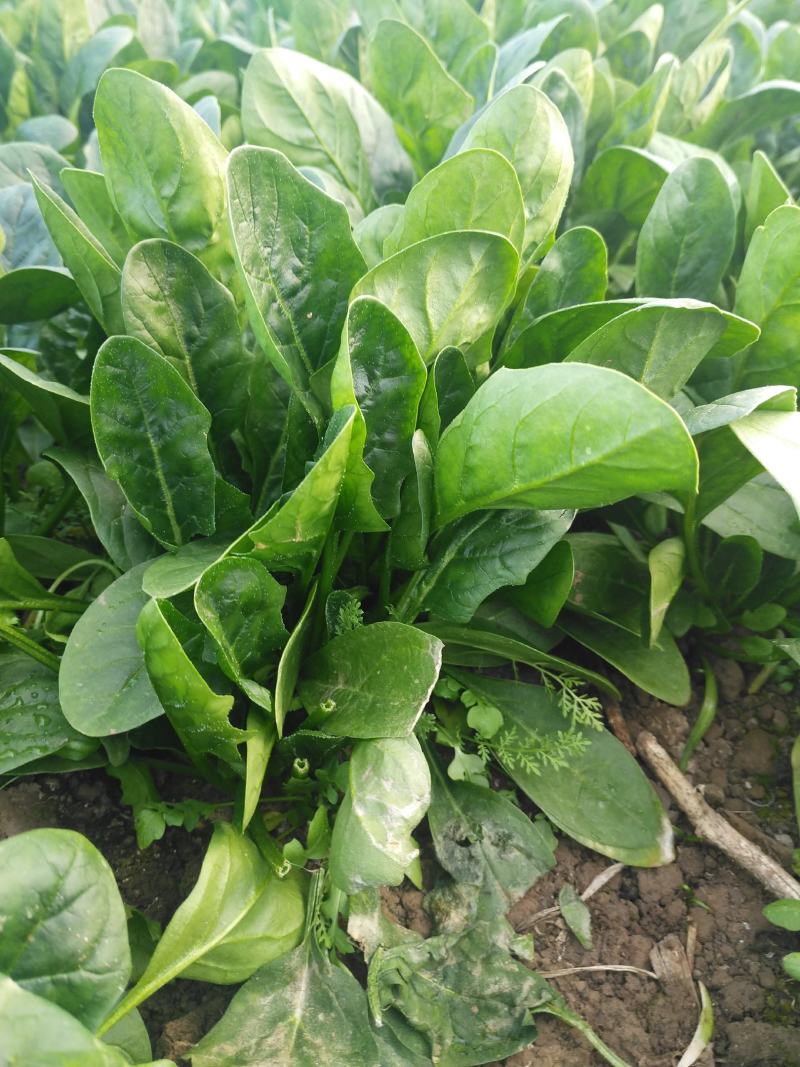 大棚菠菜，大量有货北京本地，长年供应合作需要联系大叶菠菜