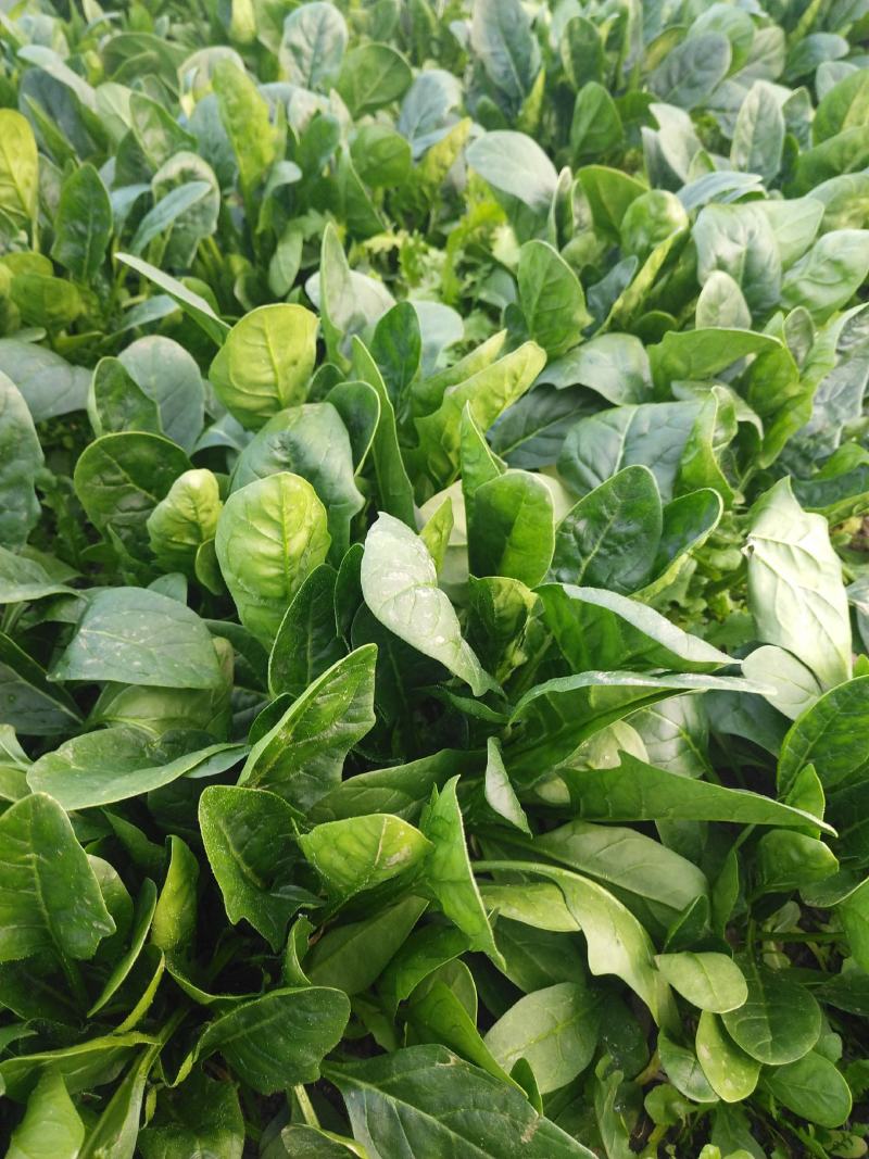 大棚菠菜，大量有货北京本地，长年供应合作需要联系大叶菠菜