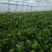 大棚菠菜，大量有货北京本地，长年供应合作需要联系大叶菠菜