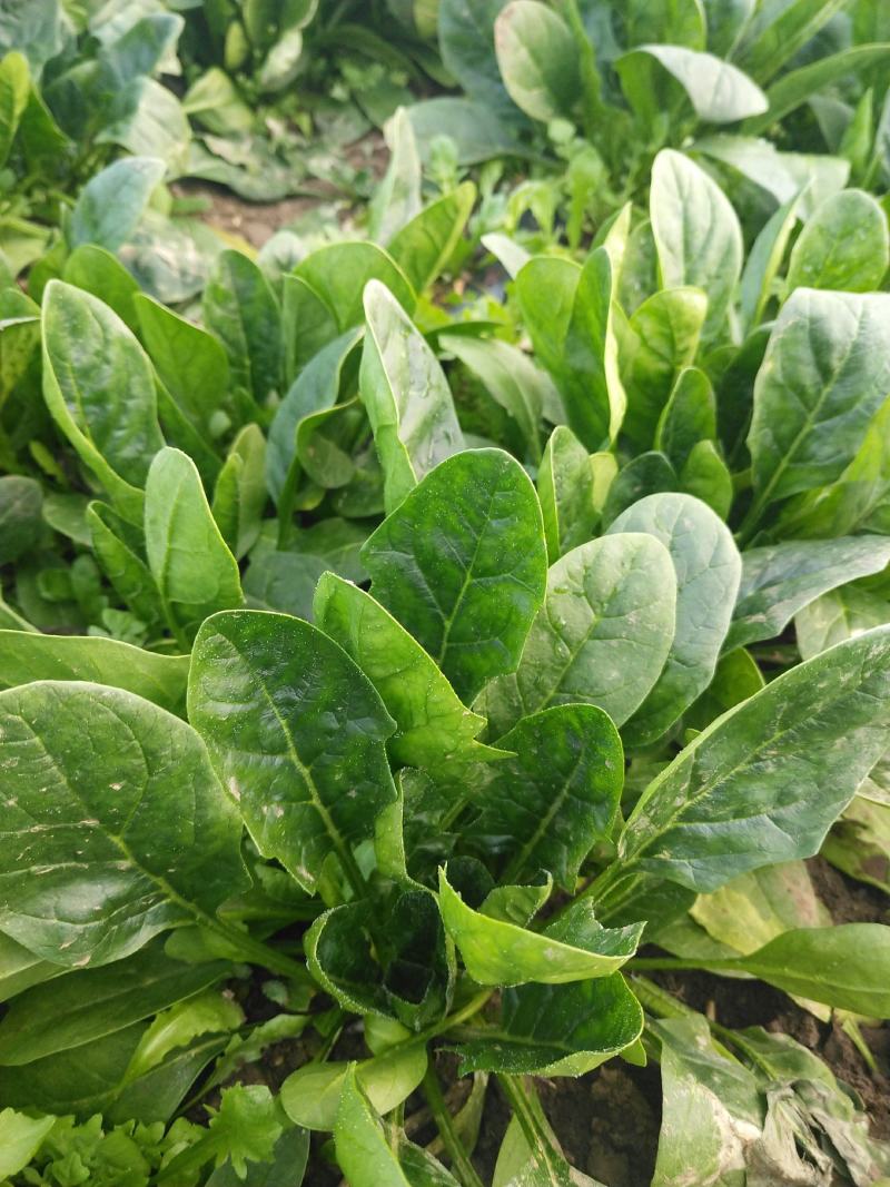 大棚菠菜，大量有货北京本地，长年供应合作需要联系大叶菠菜