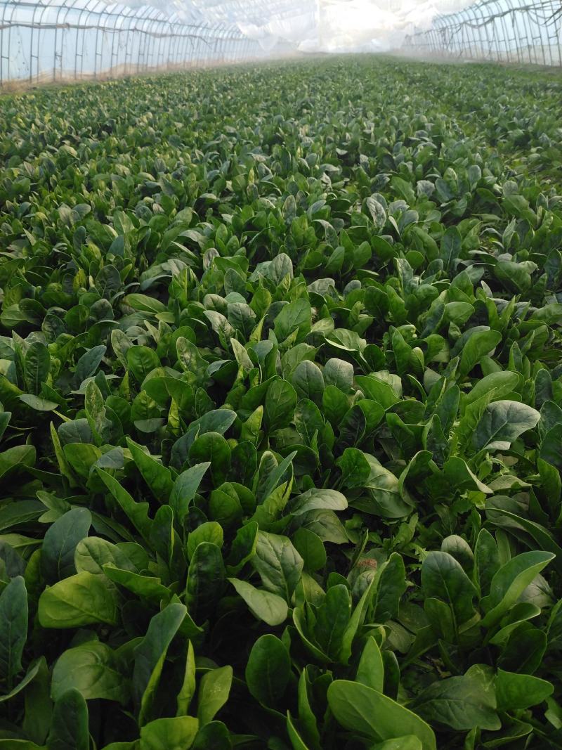 大棚菠菜，大量有货北京本地，长年供应合作需要联系大叶菠菜