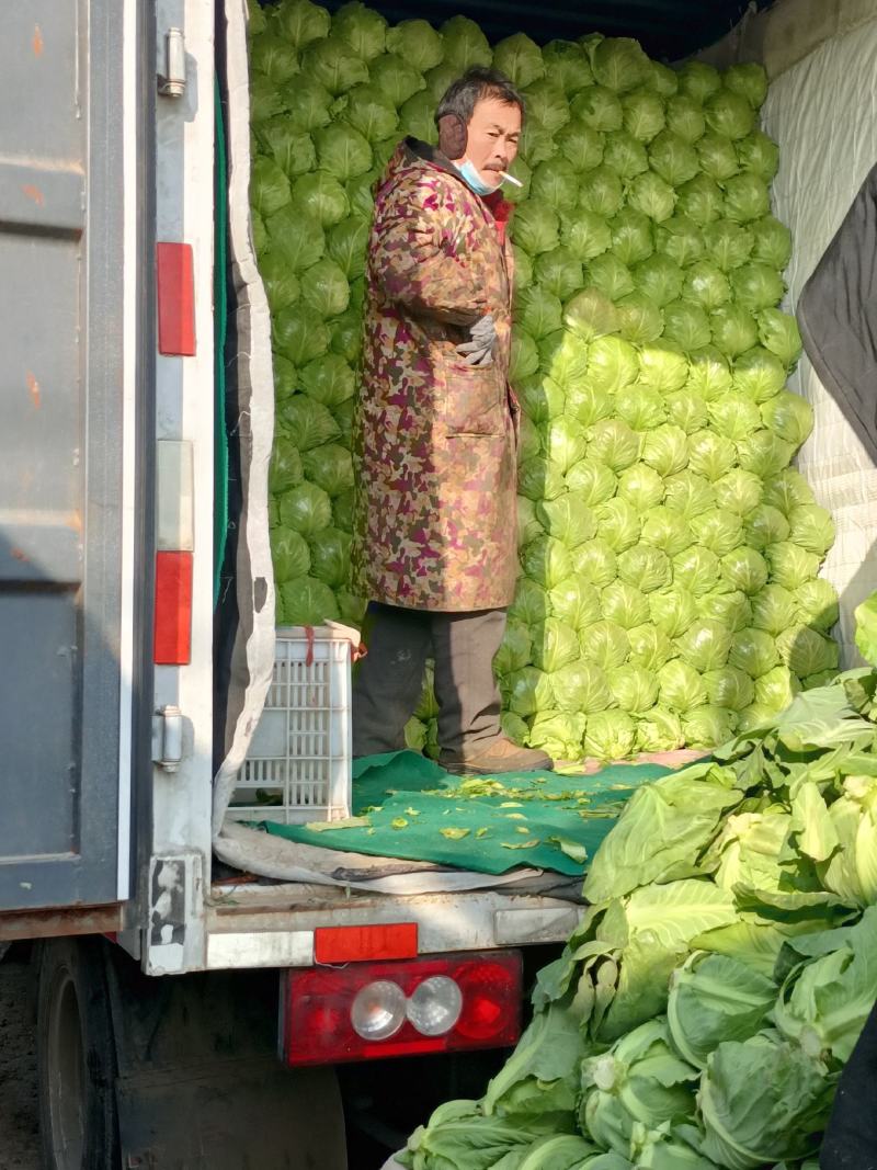 唐山市精品甘蓝