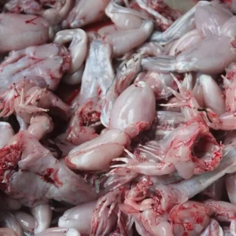 新鲜牛蛙现杀现发牛蛙肉不注水无冰衣肉质保证餐饮合作