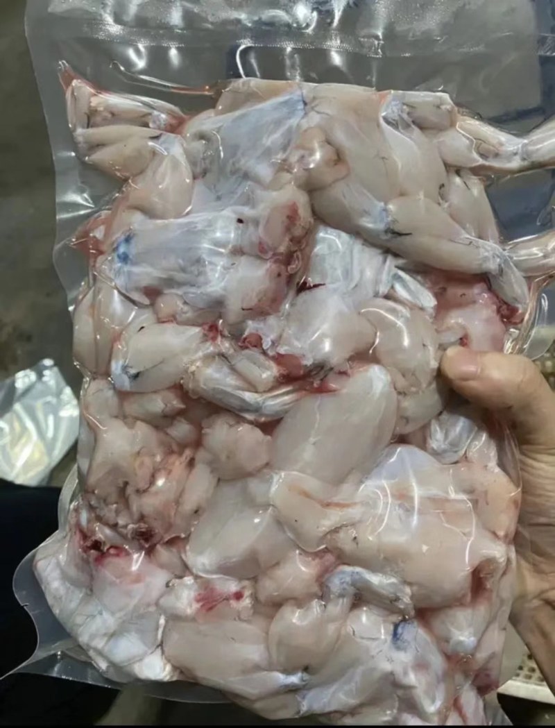 新鲜牛蛙现杀现发牛蛙肉不注水无冰衣肉质保证餐饮合作