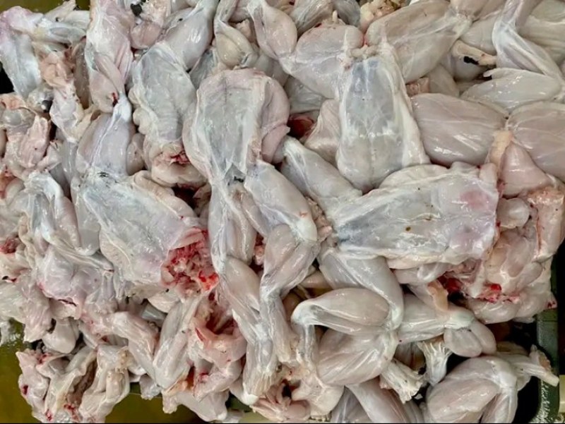 新鲜牛蛙现杀现发牛蛙肉不注水无冰衣肉质保证餐饮合作