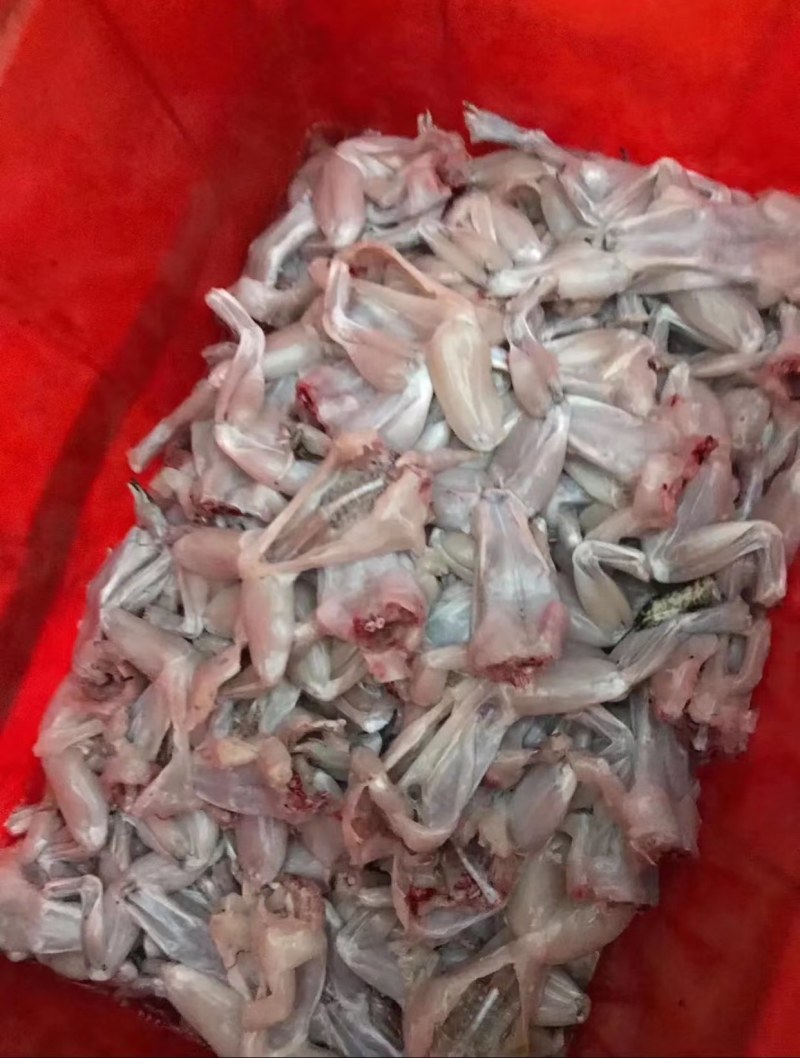 新鲜牛蛙现杀现发牛蛙肉不注水无冰衣肉质保证餐饮合作