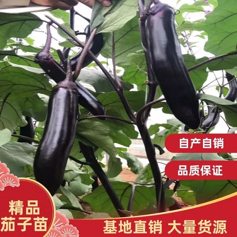 茄子苗圆茄苗，765烧烤茄等各类嫁接茄子苗