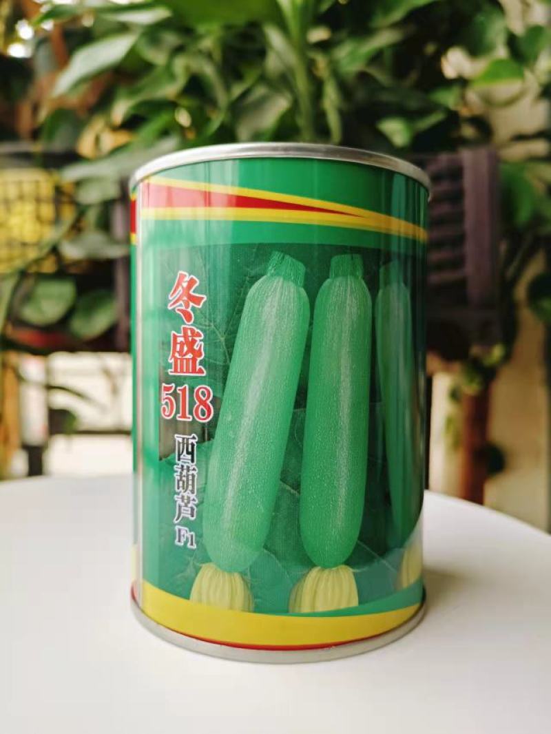 耐寒西葫芦油亮翠绿粒尔田冬盛518抗病耐寒