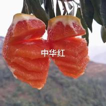 中华红脐橙，果肉血红，酸甜可口，营养丰富，果园