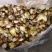 特级药用白芨野生新鲜无硫中药材旱小白及500g1斤