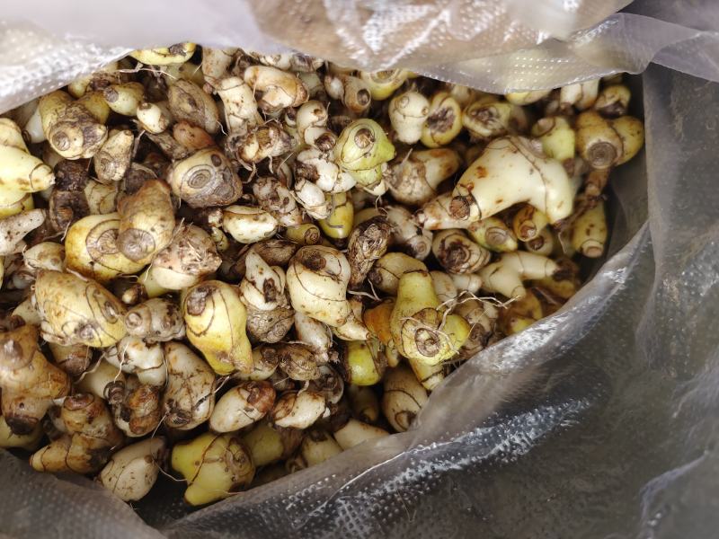 特级药用白芨野生新鲜无硫中药材旱小白及500g1斤