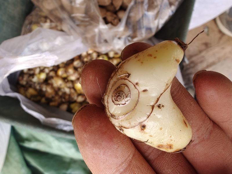 特级药用白芨野生新鲜无硫中药材旱小白及500g1斤