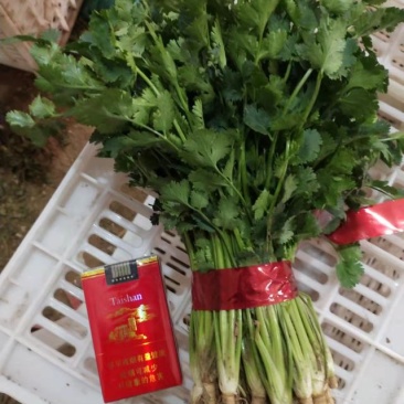 （毛菜）铁杆青香菜、中叶香菜、毛香菜、视频看货，质量保证
