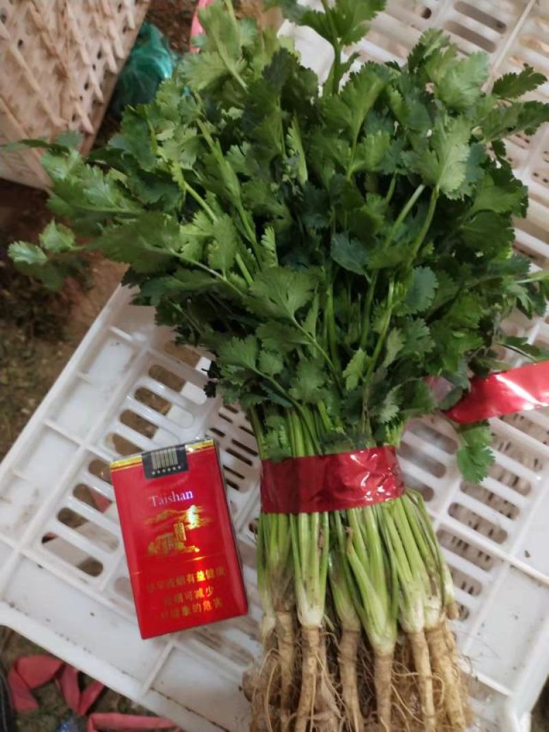 （毛菜）铁杆青香菜、中叶香菜、毛香菜、视频看货，质量保证