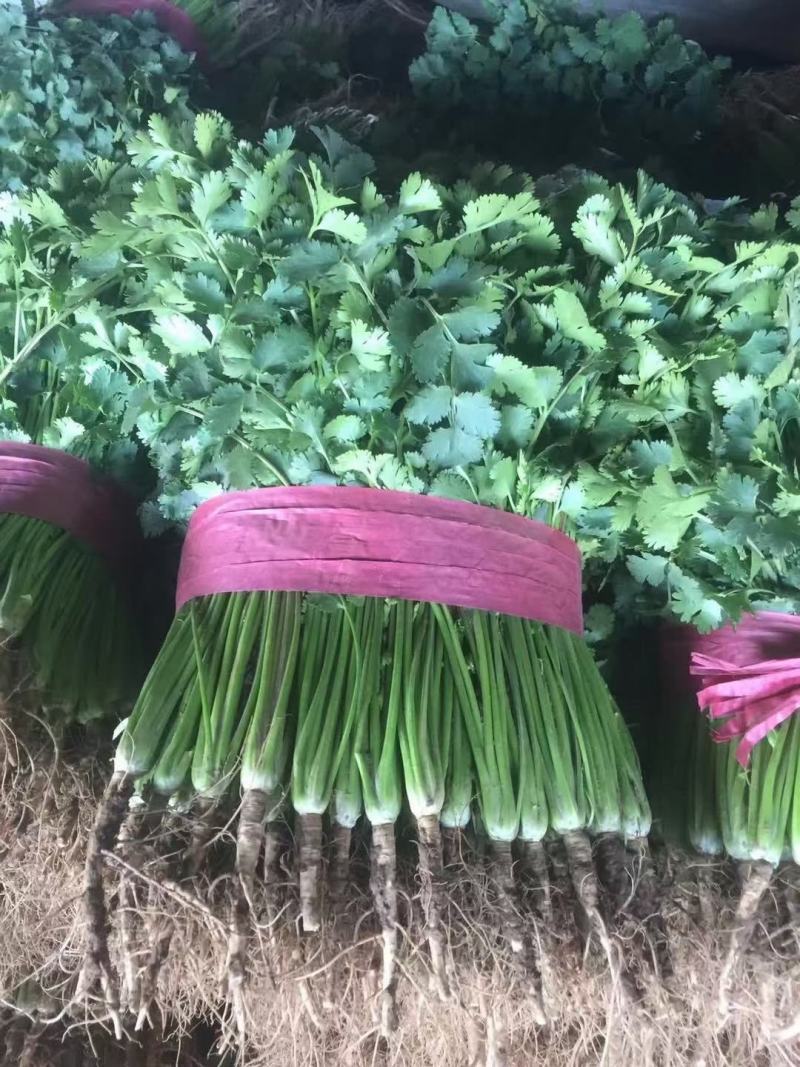 （毛菜）铁杆青香菜、中叶香菜、毛香菜、视频看货，质量保证