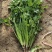 （毛菜）铁杆青香菜、中叶香菜、毛香菜、视频看货，质量保证