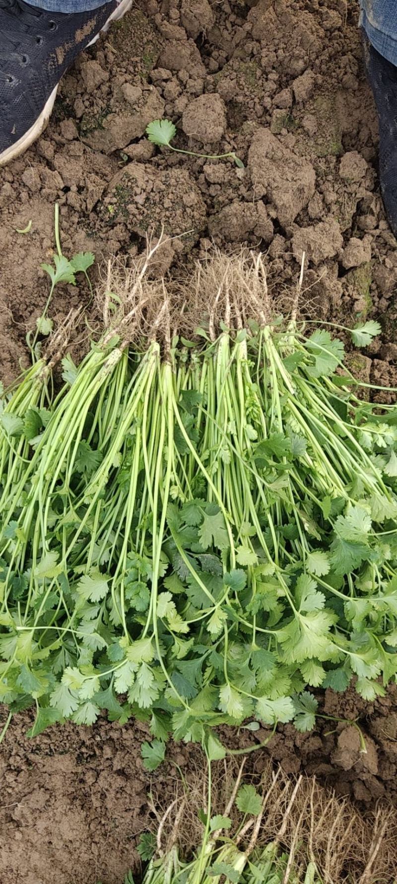 （毛菜）铁杆青香菜、中叶香菜、毛香菜、视频看货，质量保证