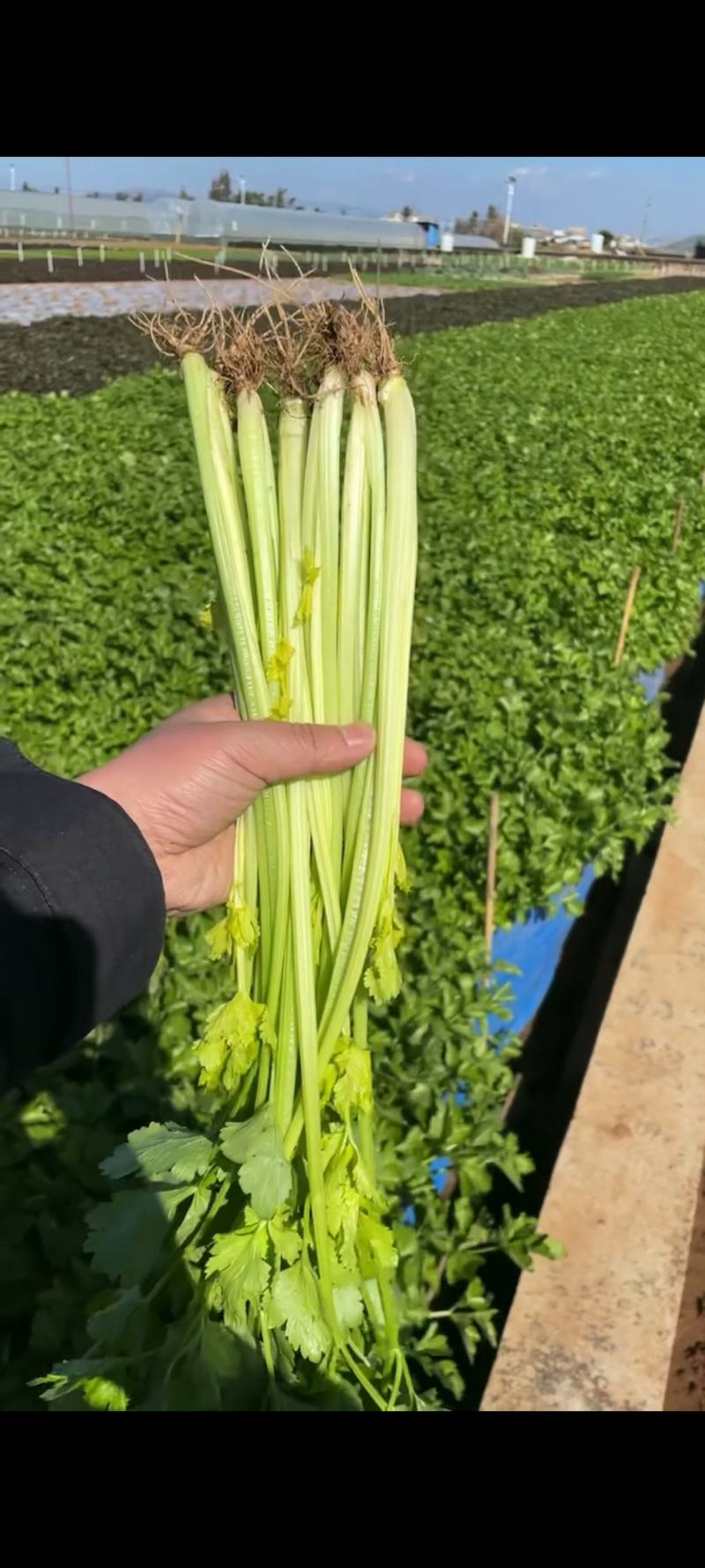 云南精品芹菜，小水芹，中芹，土芹长年有货