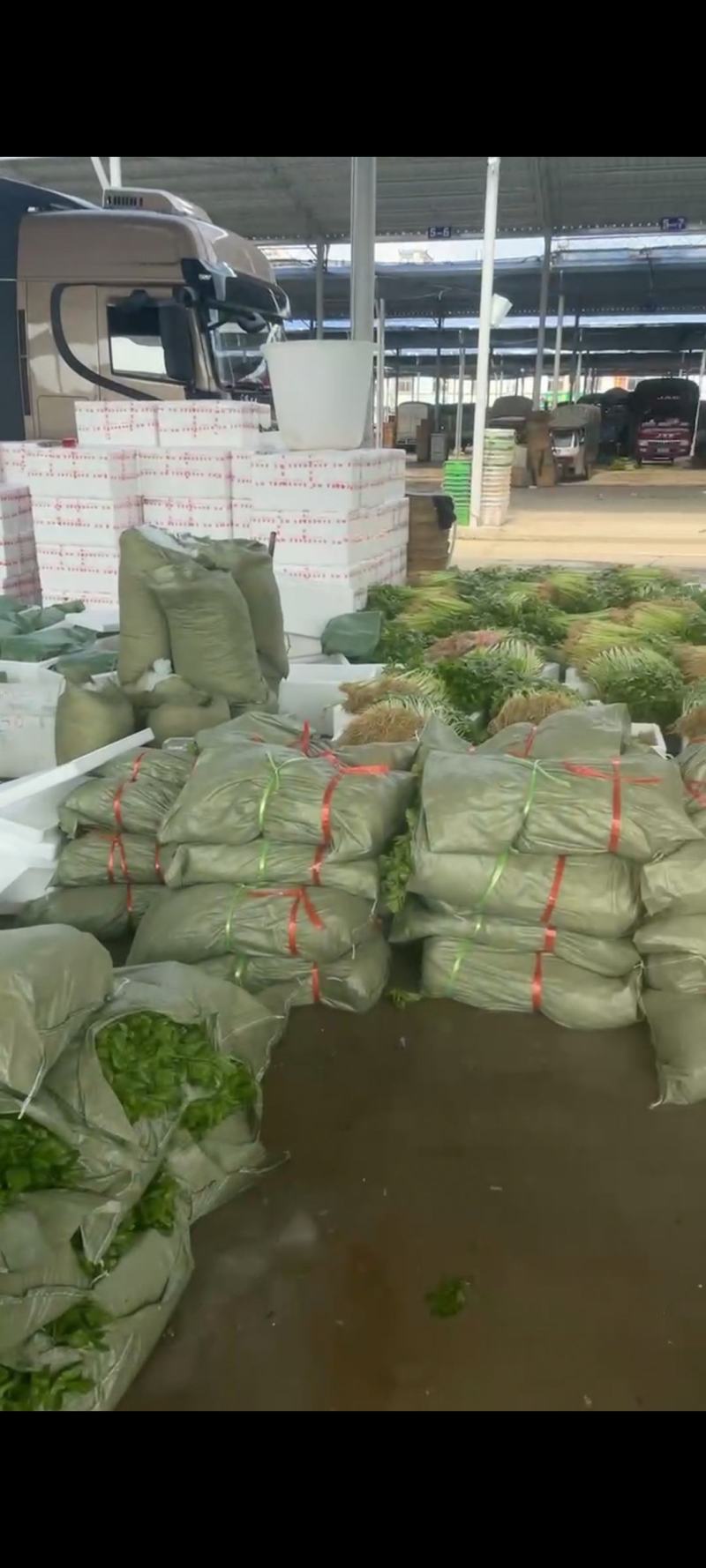 云南精品芹菜，小水芹，中芹，土芹长年有货