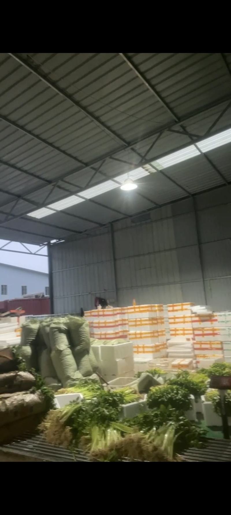 云南精品芹菜，小水芹，中芹，土芹长年有货
